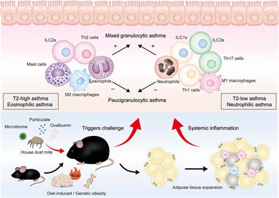 Airway immune response in the mouse models of obesity-related asthma